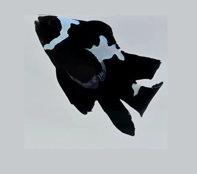 Black Midnight Lightning Roundtail Clownfish