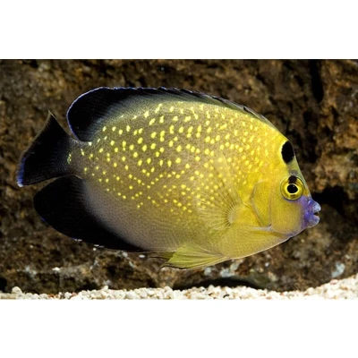 Goldflake Angelfish (Captive Bred)
