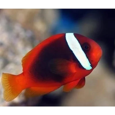 Tomato Clownfish