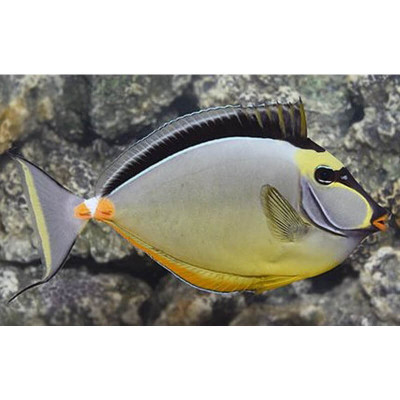 Naso Tang
