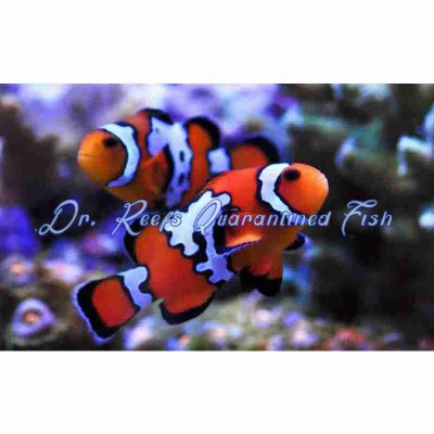 Black Ice Clownfish