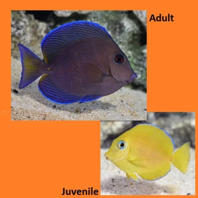 Atlantic Blue Tang (Adult)