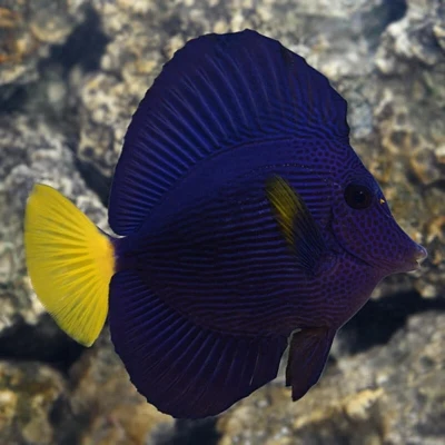 Purple Tang