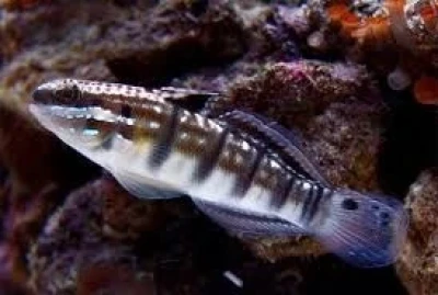 Dragon Goby