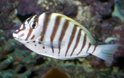 Black-Barred Zebra Tang