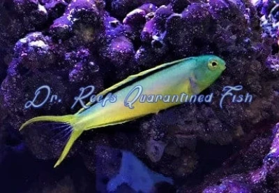 Canary Blenny Green