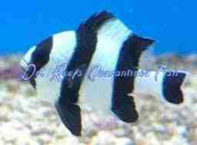 Four Stripe Damselfish
