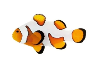 DaVinci Clownfish