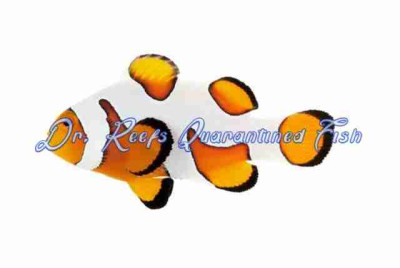 DaVinci Clownfish