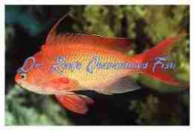 Lyretail Anthias (Male)