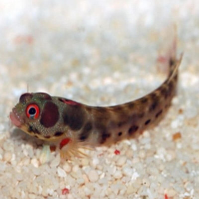 Barnacle Blenny