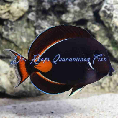 Achilles Tang