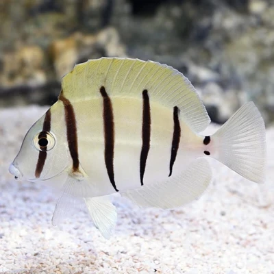 Convict Tang