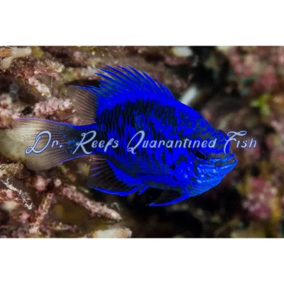 Springeri Damsel