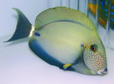 Maculiceps Tang