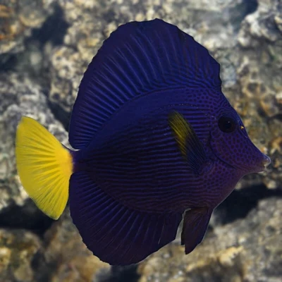 Purple Tang