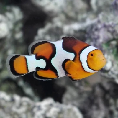 Picasso Percula Clownfish