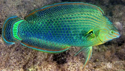 Dusky Margined Wrasse