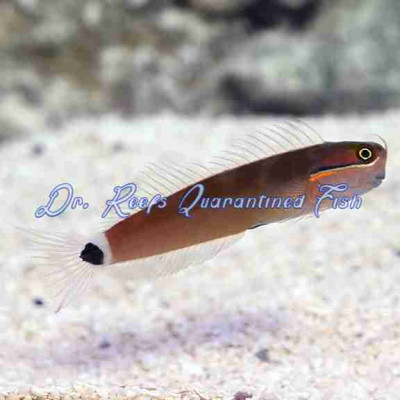 Tailspot Blenny