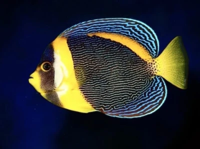 Scribbled Angelfish