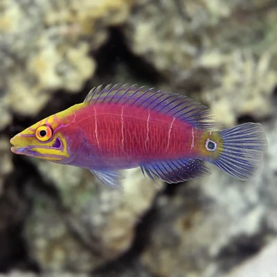 Mystery Wrasse