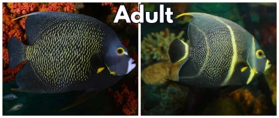 French Angelfish (Adult)