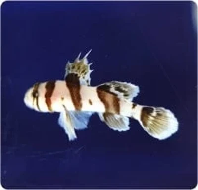 Circus Goby