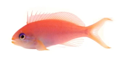 Dispar Anthias