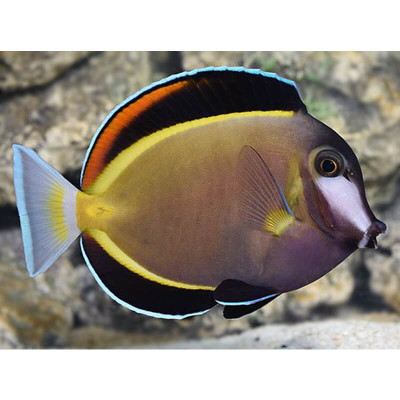 Powder Brown Tang