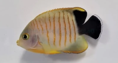 Red Stripe Angelfish