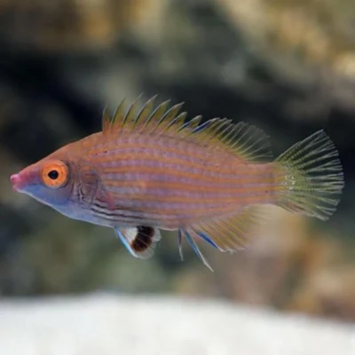 Pink Streaked Wrasse