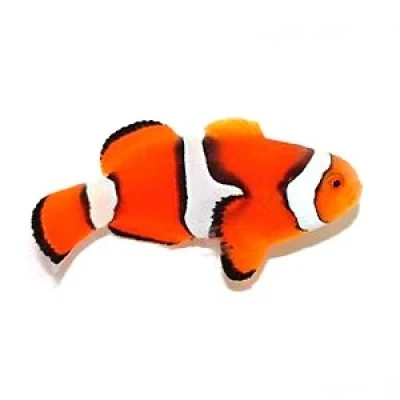 Percula Clownfish