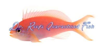 Dispar Anthias