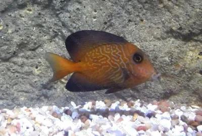 Chevron Tang
