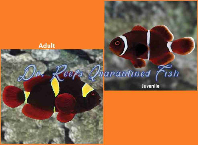 Gold Stripe Maroon Clownfish