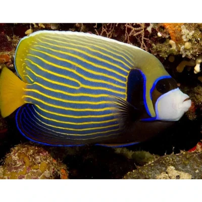 Emperor Angelfish (Adult)