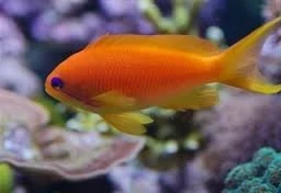 Lyretail Anthias (Female)