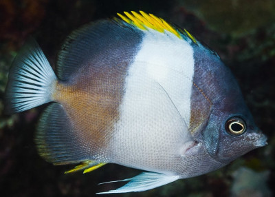 Black Pyramid Butterflyfish