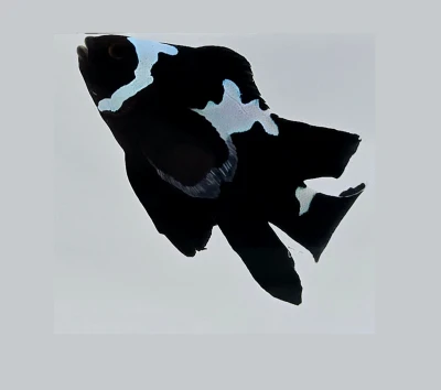 Black Midnight Lightening Roundtail Clownfish