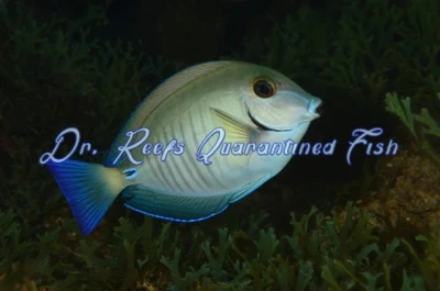 Doctorfish Tang