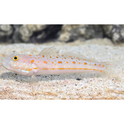 Diamond Goby