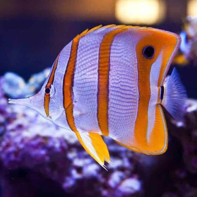 Copperband Butterflyfish