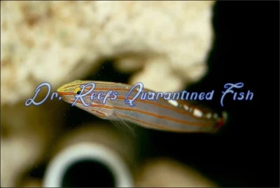 Court Jester Goby (Captive Bred)