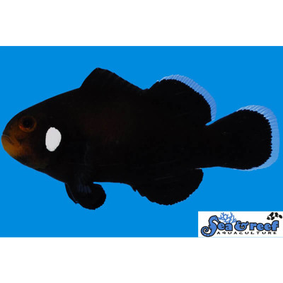 Domino Clownfish