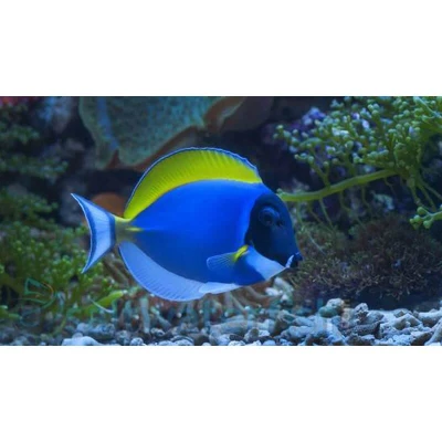 Powder Blue Tang