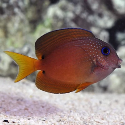 Two Spot Bristletooth Tang