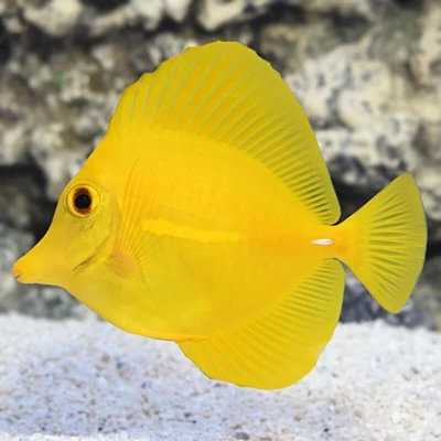 Yellow Tang (Captive Bred)