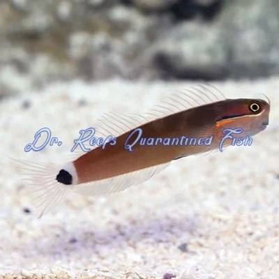 Tailspot Blenny
