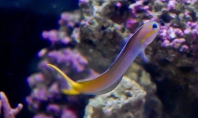 Midas Blenny