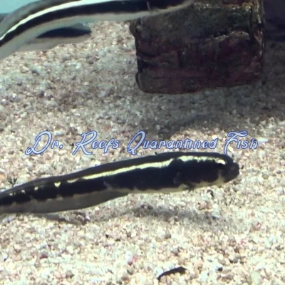 Engineer Goby